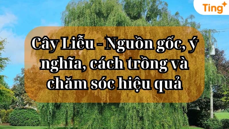Cây liễu — vẻ đẹp thơ mộng và ý nghĩa phong thủy