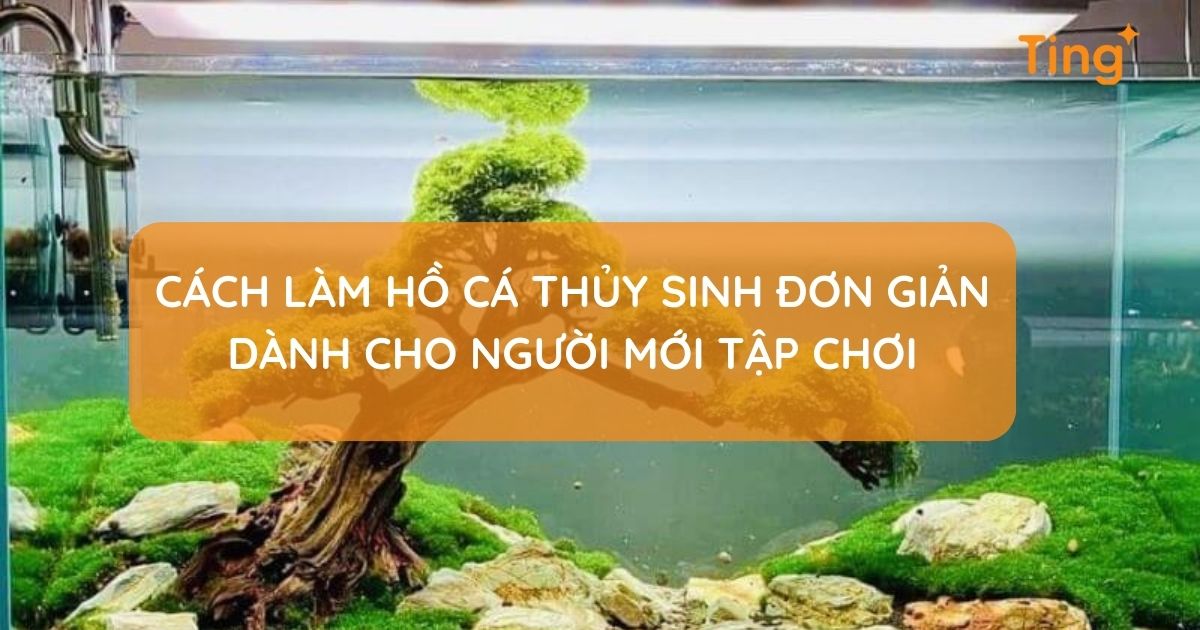 Cách làm hồ cá thủy sinh đẹp tại nhà