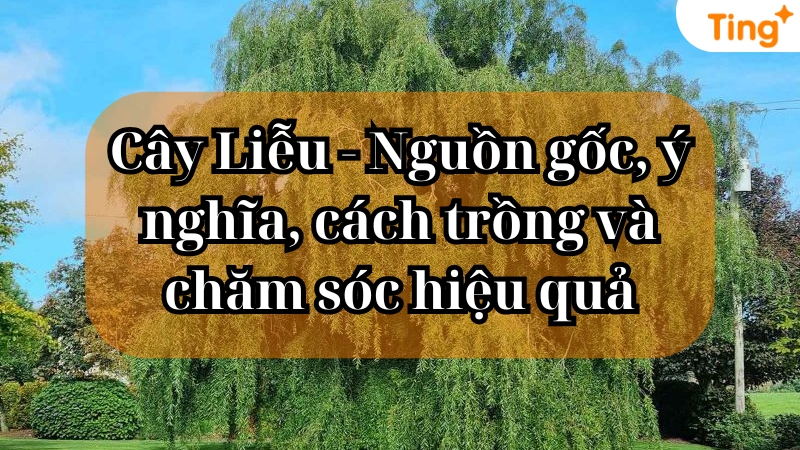 Cây liễu — vẻ đẹp thơ mộng và ý nghĩa phong thủy