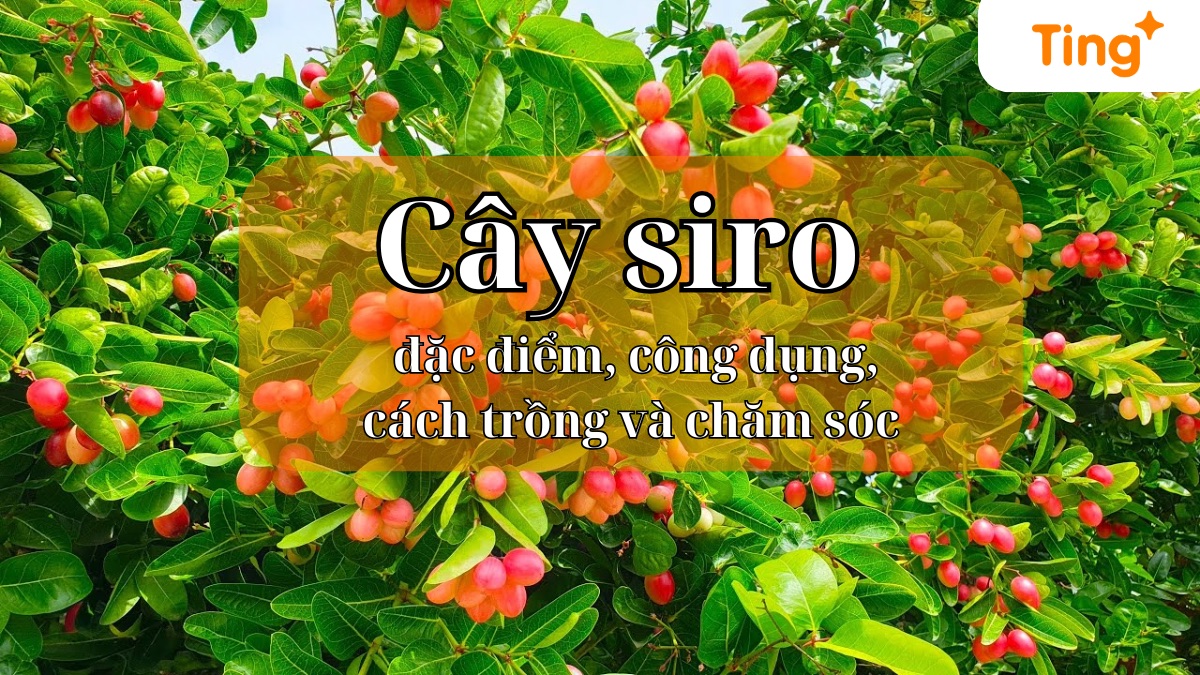 Cây siro — đặc điểm, cách trồng và chăm sóc