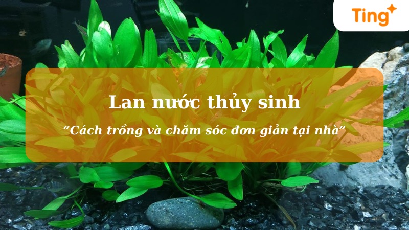 Lan nước thủy sinh — cách trồng và chăm sóc tại nhà