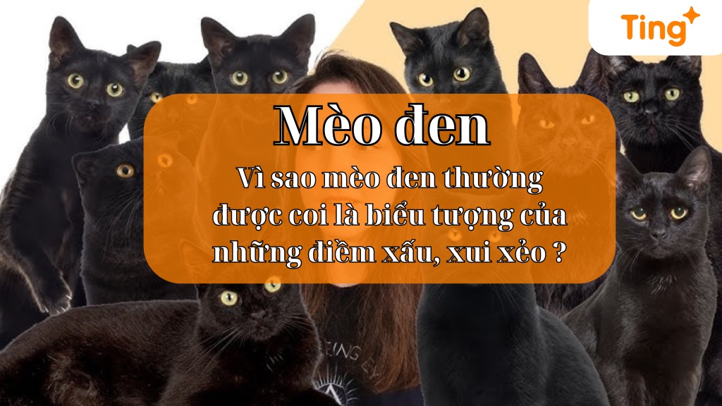 Mèo đen — bí ẩn và sự thật đằng sau những quan niệm dân gian
