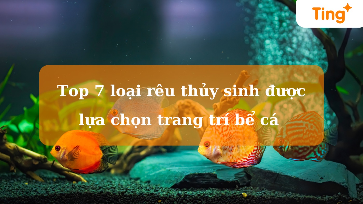 Rêu thủy sinh — tất tần tật từ A đến Z