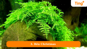 Rêu Christmas 