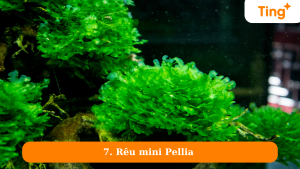 Rêu mini Pellia