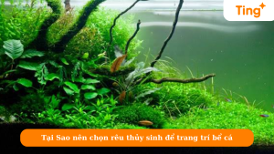 Tại Sao nên chọn rêu thủy sinh để trang trí bể cá