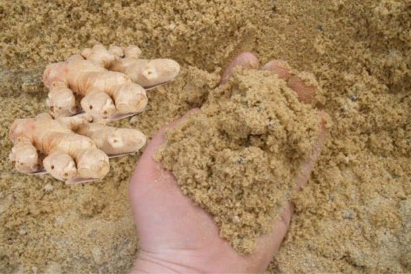 Cách bảo quản gừng tươi trong cát