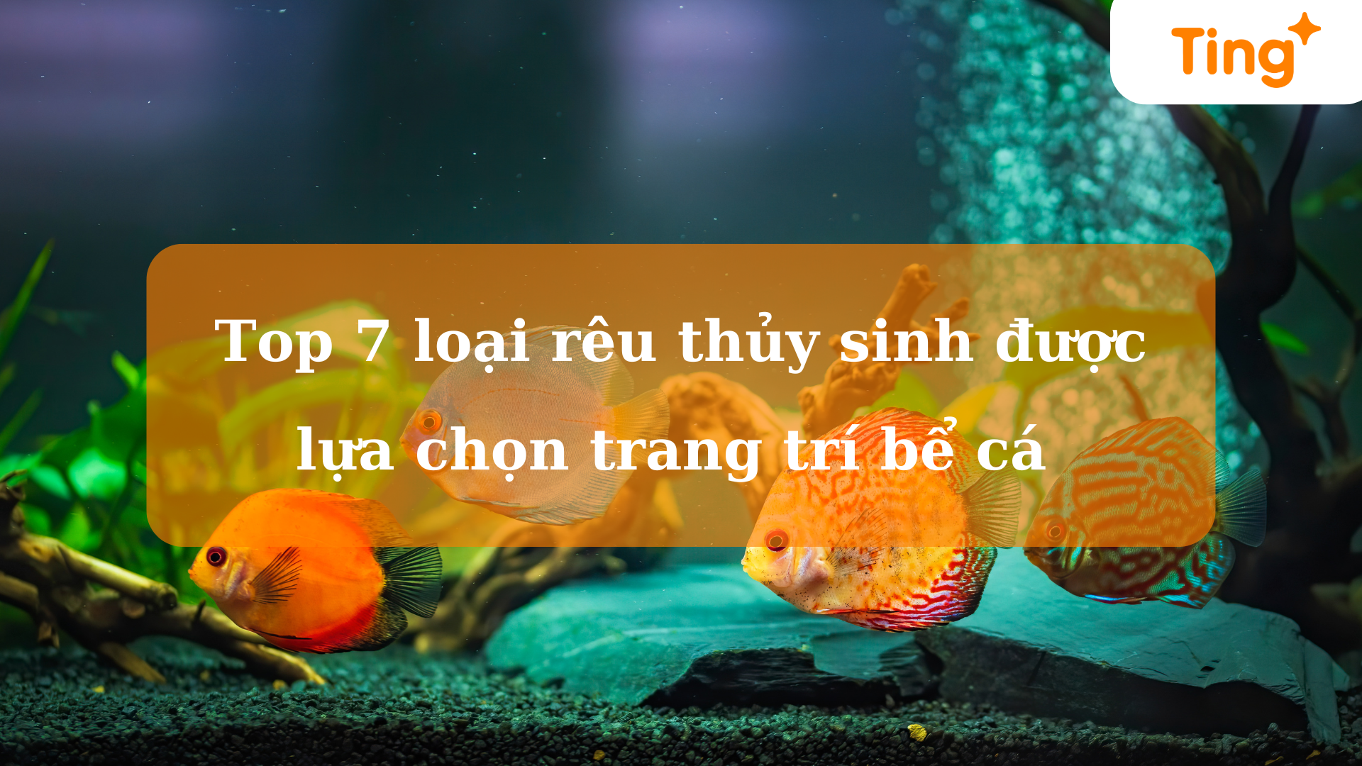 Top 7 loại rêu thủy sinh được lựa chọn trang trí bể cá 