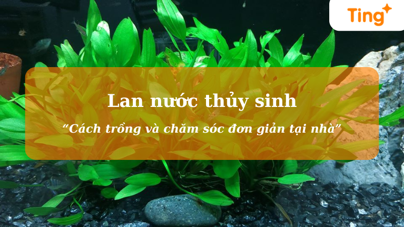 Cách trồng và chăm sóc Lan nước thủy sinh đơn giản tại nhà