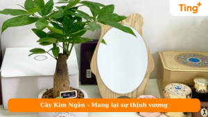 Cây Kim Ngân - Mang lại sự thịnh vượng