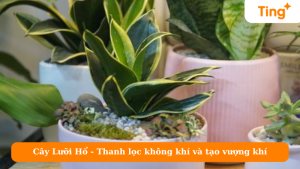 Cây Lưỡi Hổ - Thanh lọc không khí và tạo vượng khí