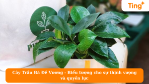 Cây Trầu Bà Đế Vương - Biểu tượng cho sự thịnh vượng và quyền lực