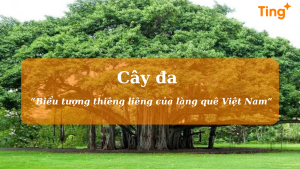 Cây đa - Biểu tượng thiêng liêng của làng quê Việt Nam