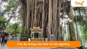 Cây đa trong văn hóa và tín ngưỡng