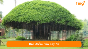 Đặc điểm của cây đa