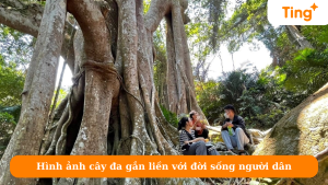 Hình ảnh cây đa gắn liền với đời sống người dân