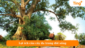 Lợi ích của cây đa trong đời sống