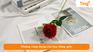 Những công dụng của hoa hồng giấy