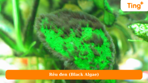 Rêu đen (Black Algae)