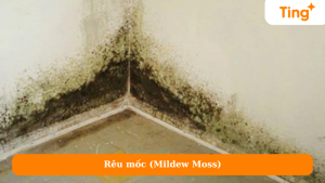 Rêu mốc (Mildew Moss)