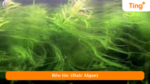 Rêu tóc (Hair Algae)