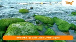 Rêu xanh lục đậm (Blue-Green Algae)