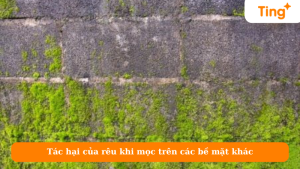 Tác hại của rêu khi mọc trên các bề mặt khác