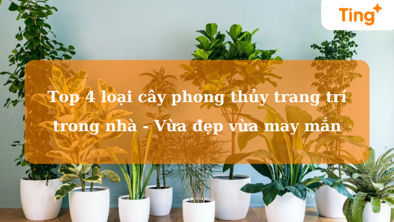 Top 4 loại cây phong thủy trang trí trong nhà - Vừa đẹp vừa may mắn