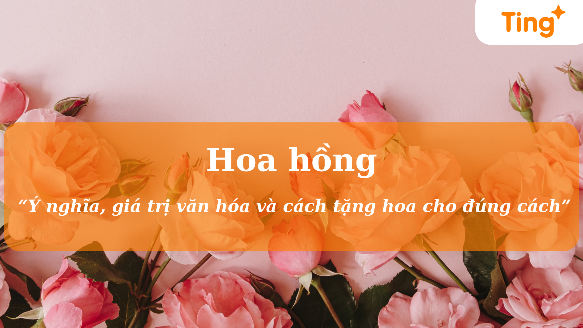 Ý nghĩa của hoa hồng, giá trị văn hóa và cách tặng hoa cho đúng cách