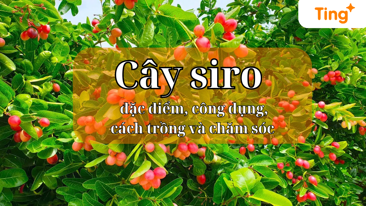 Cây siro là gì? đặc điểm, công dụng, cách trồng và chăm sóc