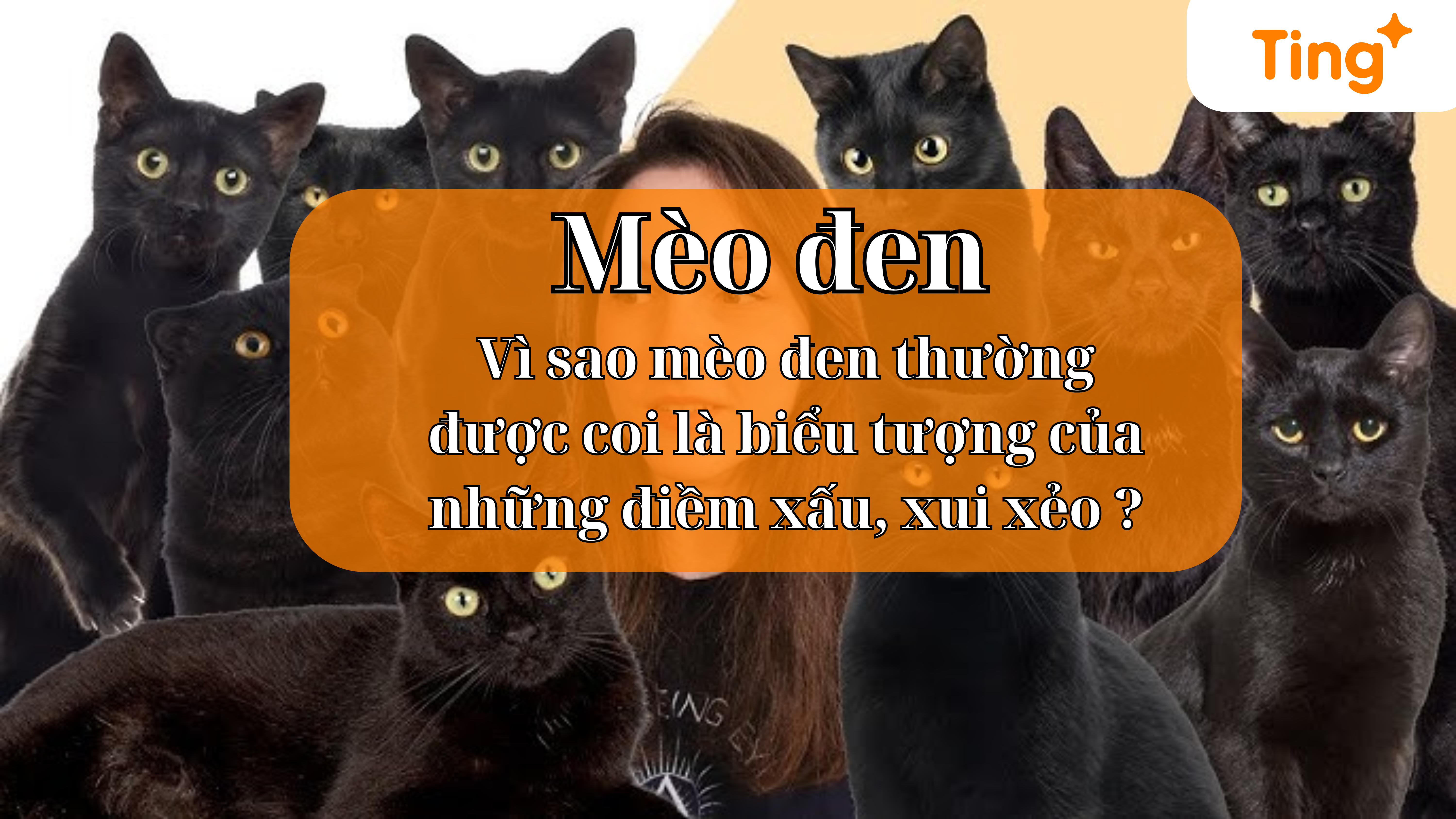 Tìm hiểu về mèo đen, vì sao nói mèo đen xui xẻo?