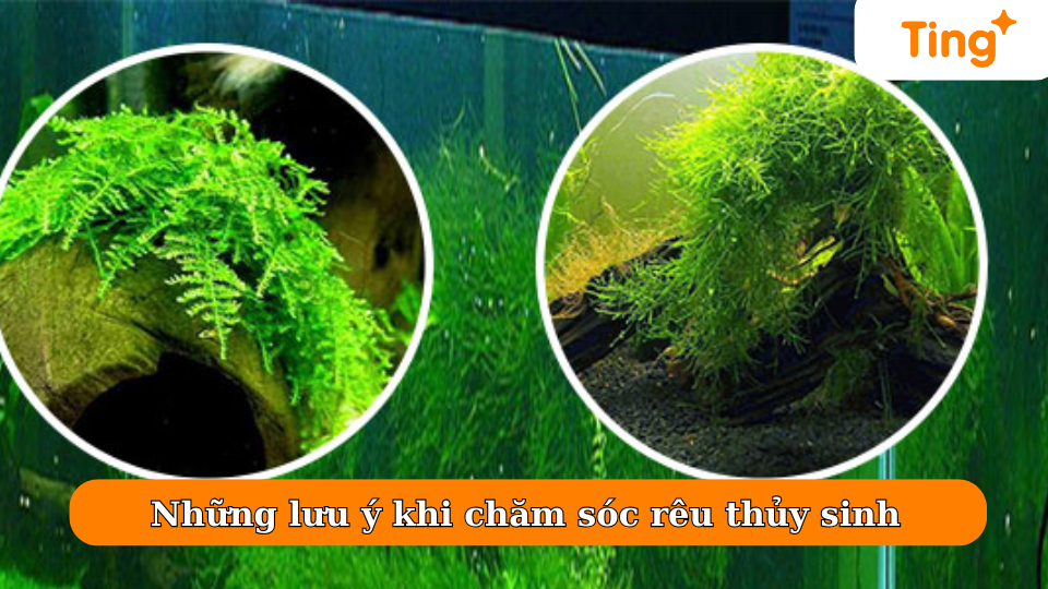 TOP 14 Loại Rêu Thủy Sinh đẹp, Dễ Trồng, Không Cần CO2 - Ting