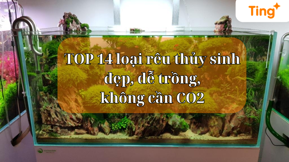 TOP 14 loại rêu thủy sinh đẹp, dễ trồng, không cần CO2